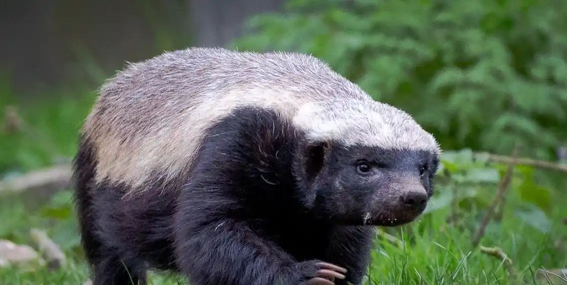 非洲"平头哥"蜜獾有多强?我来告诉你