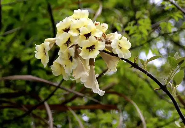 在陂蓬村赏泡桐花