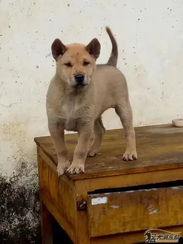 出售广西猎犬精品猎犬