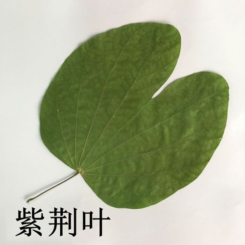 紫荆叶 儿童手工制作标本幼儿园diy押花画真花贺卡压花画天然树叶