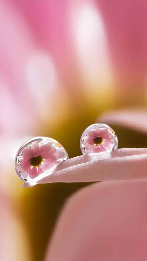 露珠里的非洲菊,高清图片,手机锁屏桌面-壁纸族