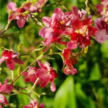 文心兰红梦香爆盆10多个花苞