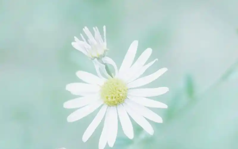 小清新护眼高清电脑桌面壁纸图片