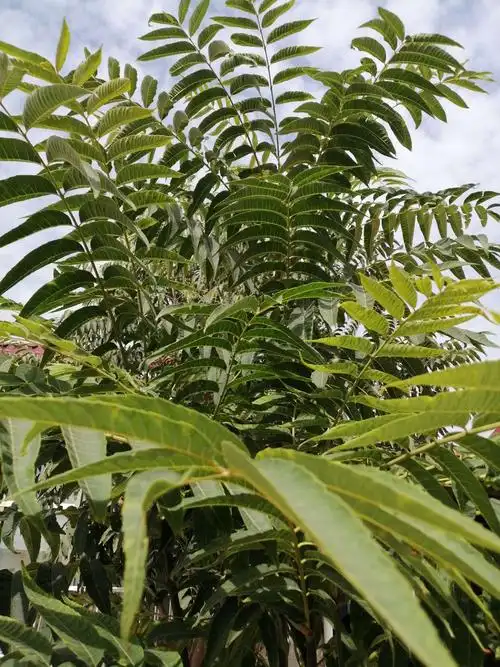 香椿叶子都是对生的   长长的