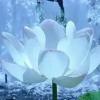 冰山雪莲图片唯美头像