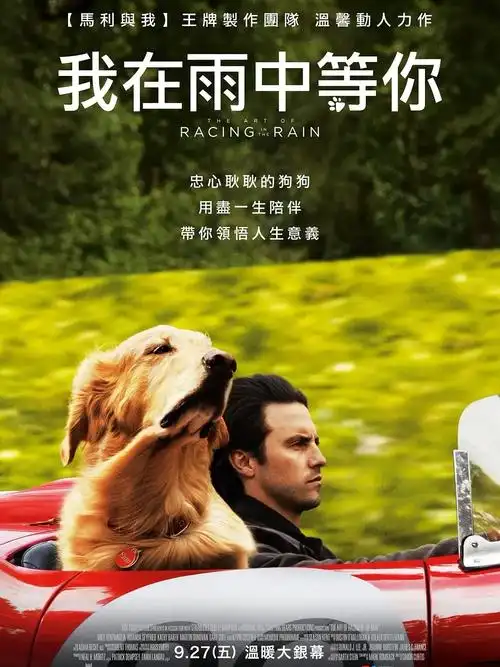 关于宠物的电影我在雨中等你