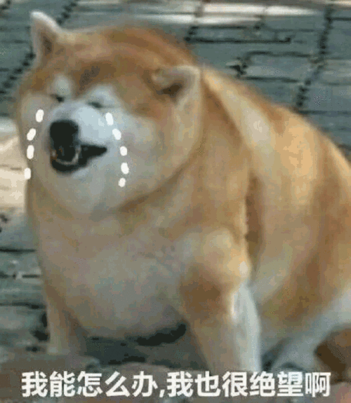 沙雕gif我能怎么办我也很绝望啊gif狗狗gif沙雕图gif沙雕表情包gif斗