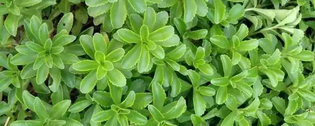 虽然旱三七一般都是作为城市绿化植物存在,不过旱三七同样也具有一定