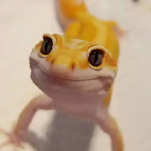 脸上始终挂着神秘微笑的豹纹守宫可以说是爬宠中的一股清流了