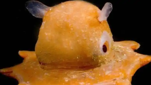 世界上最可爱的章鱼,害羞卖萌样样精通,聪明程度不亚于人类