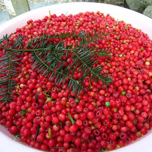 2023年秋冬季节新鲜红豆杉果子含紫杉醇果实(现摘现发)