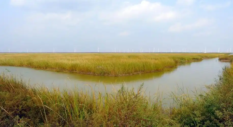 大丰国家海涂湿地公园