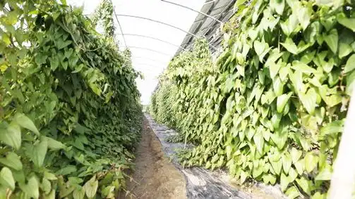 "横着长"的紫色山药种植技术要点