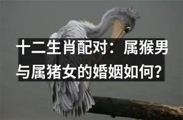 十二生肖配对:属猴男与属猪女的婚姻如何?