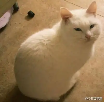 对一个胖纸来说,回眸一笑是不会发生的,回眸已经很困难了,哪还笑得