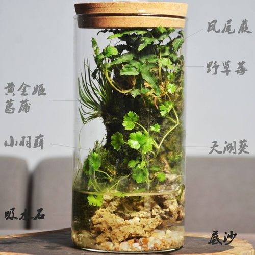 迷你热带雨林一整套宿舍迷你桌面植物苔藓缸微观世界diy