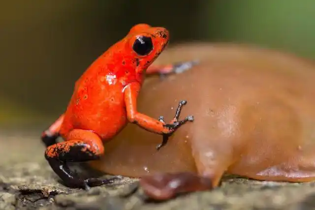 有毒的珍宝——箭毒蛙