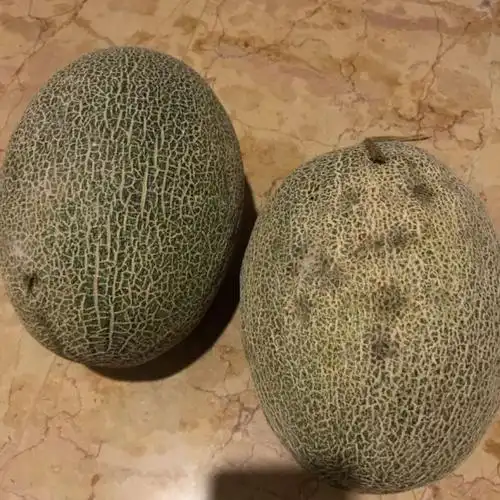 芮瑞 新疆西州蜜25号哈密瓜网纹瓜 甜瓜 1.5-2kg 1个装