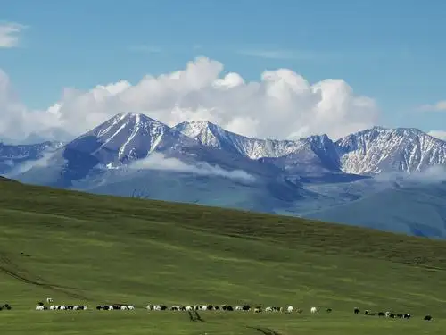 蓝天白云雪山草地牦牛,成就一副最美的画卷.