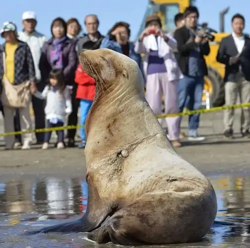 在日本一头罕见的北海狮被发现,身长达2米以上!