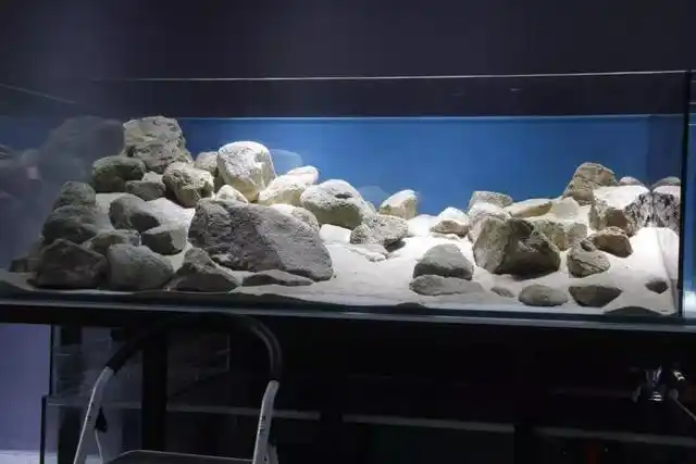 99.99%复刻自然的原生缸造景,宽度达1米的原生造景缸体