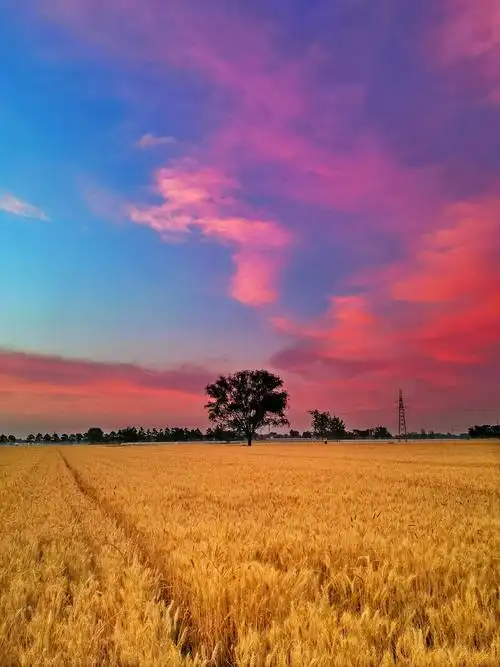 夕阳下的金色麦浪