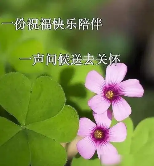 最新版早安祝福语鲜花图片唯美带字最美早安阳光问候经典短句