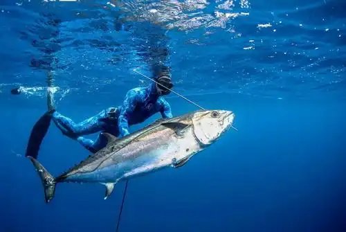 全美自由潜水猎鱼冠军和自由潜水教练,他把这些对自由潜水和海洋的