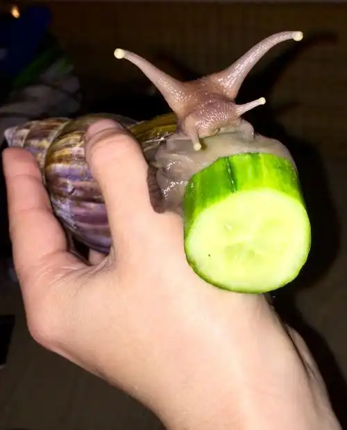 非洲大蜗牛(中国国家进出境二类检疫性有害生物) - 胖萌舍宠物网