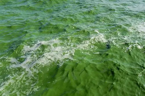 云南昆明滇池湖水绿的像油漆掉下去淹不死也恶心死了