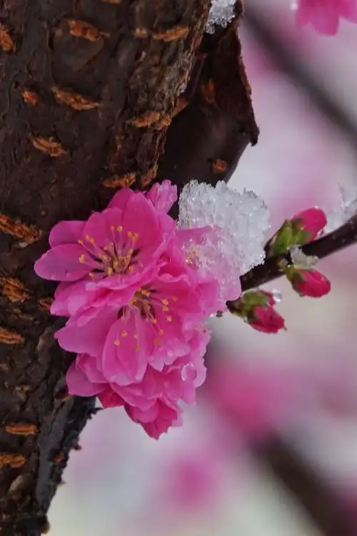梅花欢喜漫天雪