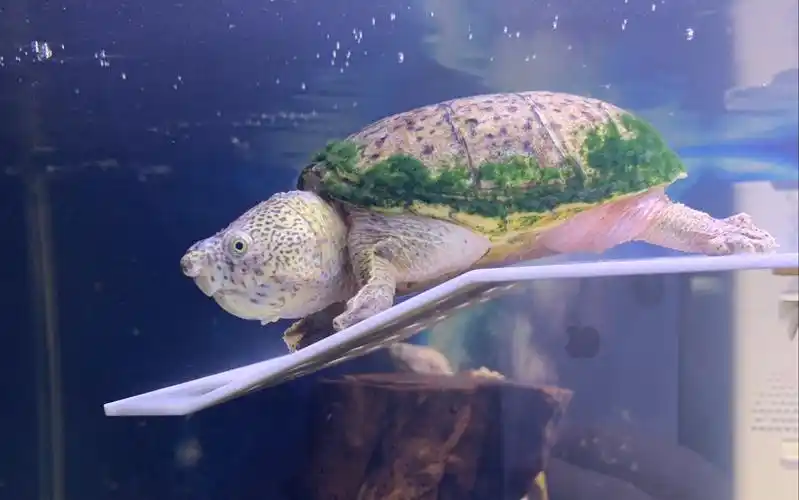 巨头蛋龟大头大头下雨不愁