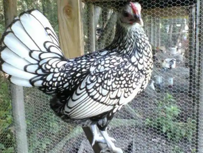 【★长治贵妃鸡,临汾贵妃鸡】02