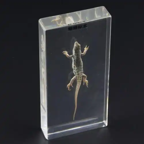 蜥蜴标本中学生物科学教师演示仪器小学儿童学生探究学具