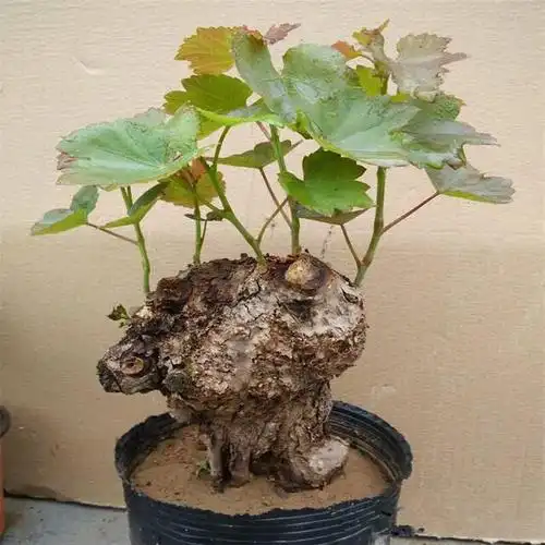 野葡萄也能玩微盆景