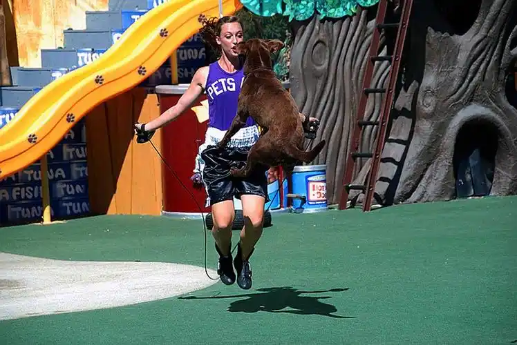 第一个场子是看猫猫狗狗和小动物的杂技秀,当然大受小朋友