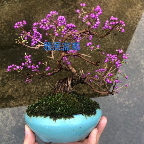 日本阳台紫珠微型盆景盆栽小叶原生小老桩紫式部开花结果