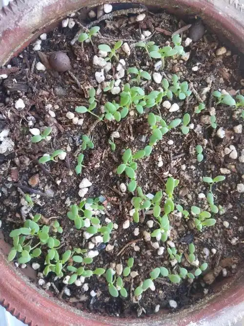 越来越多的发芽