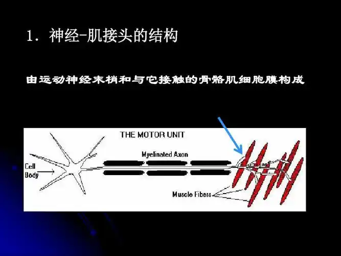 04肌肉的兴奋与收缩课件_生理学ppt_word文档在线阅读与下载_免费文档