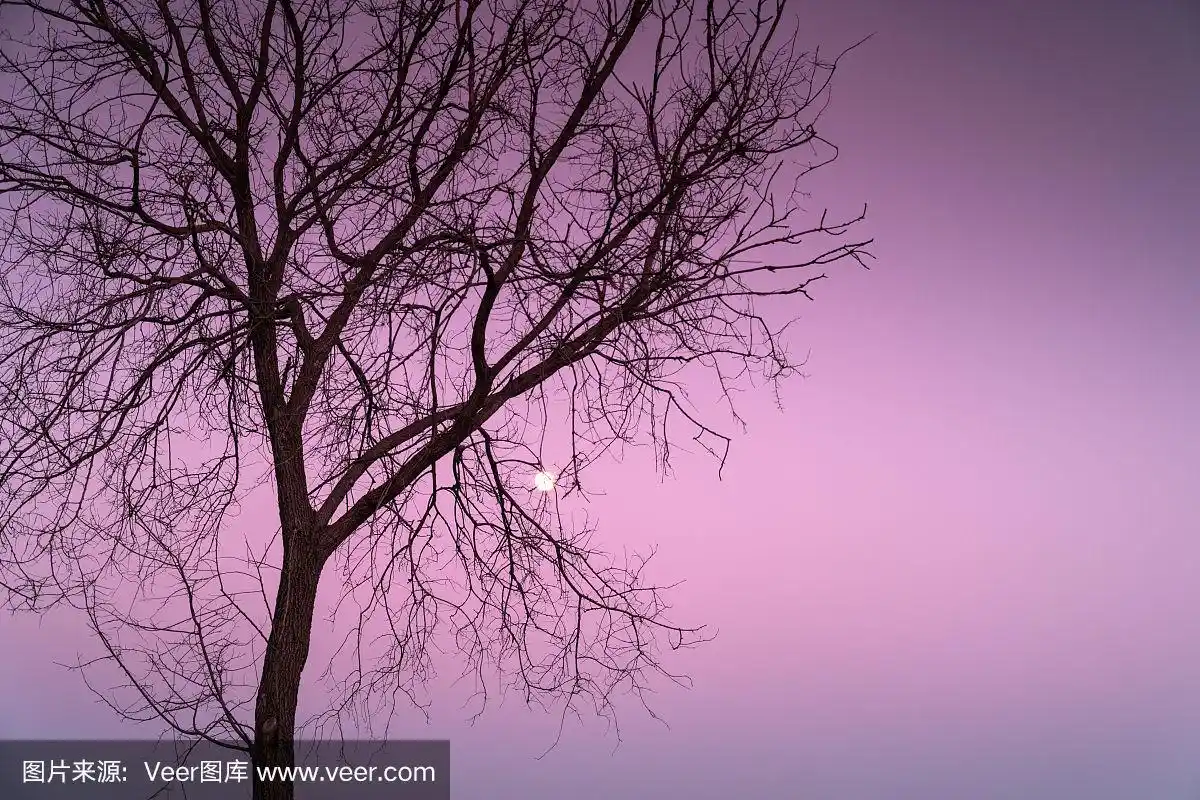 粉色,天空,月亮,自然,风景