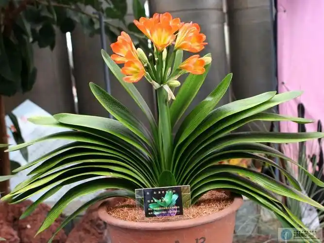 原创 清新雅致君子兰 (新乐府) 拙和兰儿