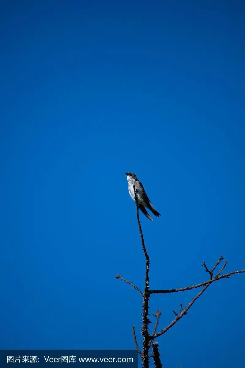 蓝白相间的燕子栖息在一棵丝线树的树干上,映衬着蓝天.巴西.