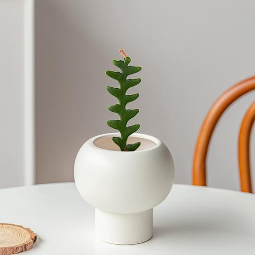 多肉植物鱼骨令箭盆栽室内花卉绿植创意幼儿园可爱北欧开花垂吊花