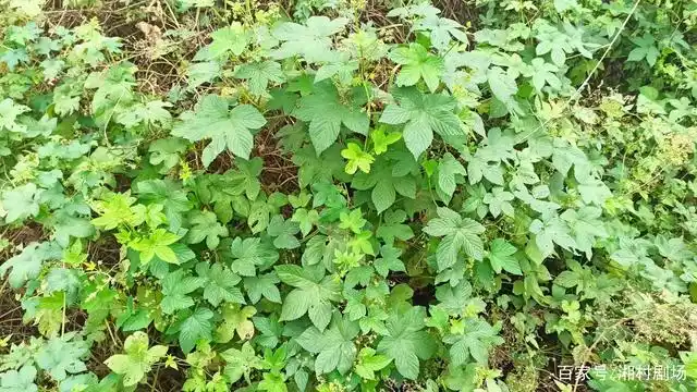 湖南有一种植物叫作蛇割藤和割人藤,还是一种中草药