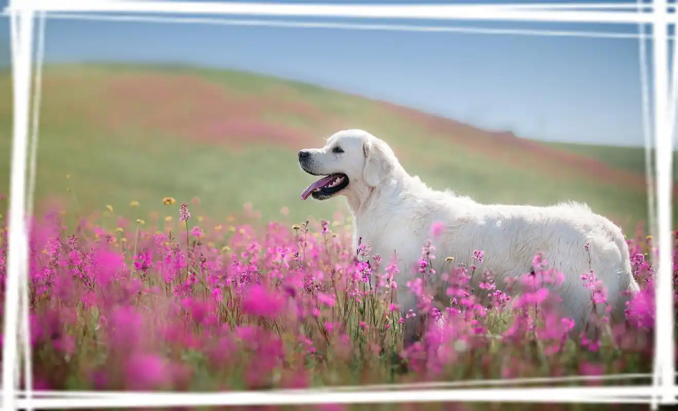 可爱的金毛犬动物高清图片桌面壁纸