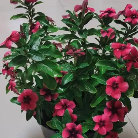 南北方适合栽种的"耐寒花",家里有空地要种上几棵,开花美如画