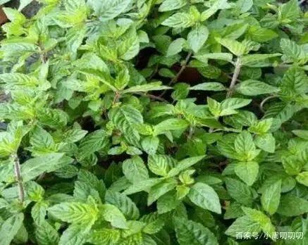 凉粉草:一种酷似薄荷的植物,却是做凉粉的材料,很多80后吃过