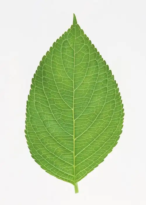 树叶图片树叶叶子叶片