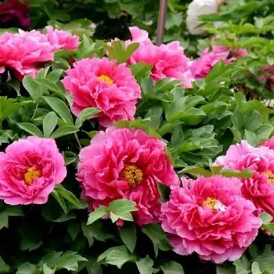 微信头像牡丹图片大全_头像图片_扣扣乐园