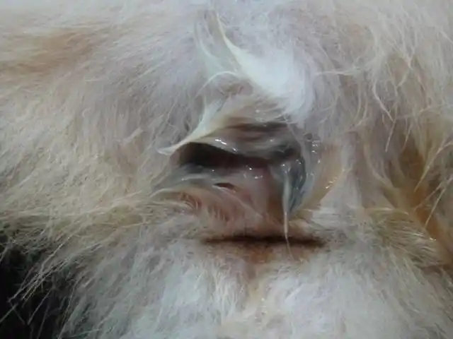 膀胱手术后不久,发现咪咪烦躁不安,舔自己尿道的分泌物,再次去医院